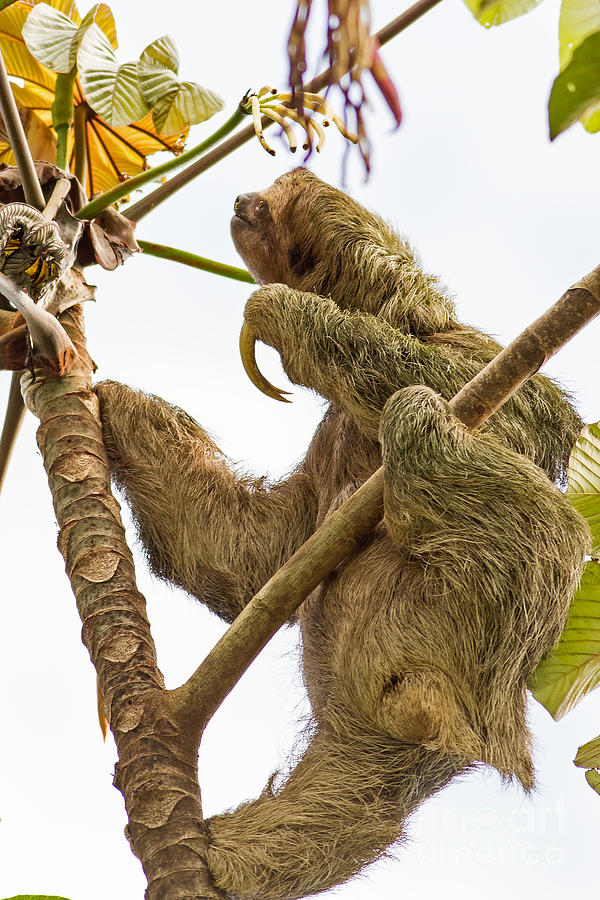 Sloth in Costa Rica Photograph by Natural Focal Point Photography