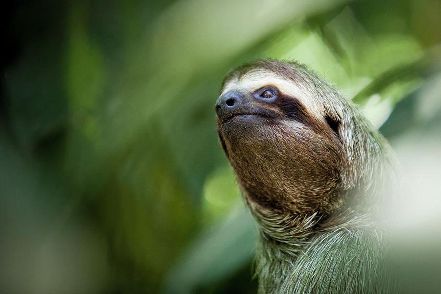 Nature Photograph - Sloth In Forest by Monica Donovan