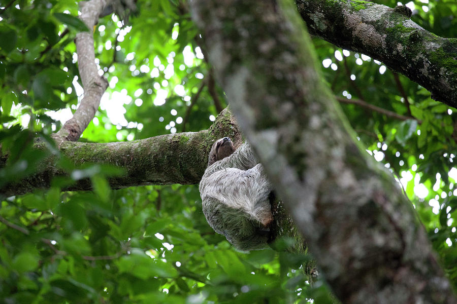 Manuel Antonio National Park Photograph - Sloth In Tree At Manuel Antonio by Larry Westler