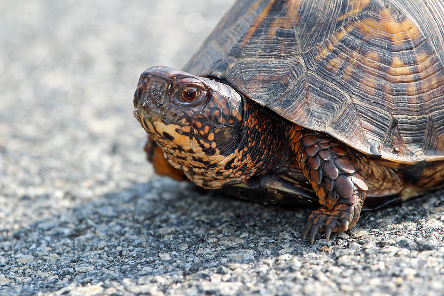 Slow and Steady Photograph by Christy Cox - Fine Art America