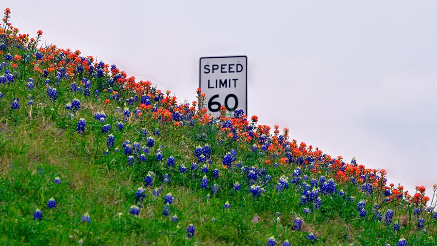 Slow Down and Smell the Bluebonnets Photograph by Kristina Deane
