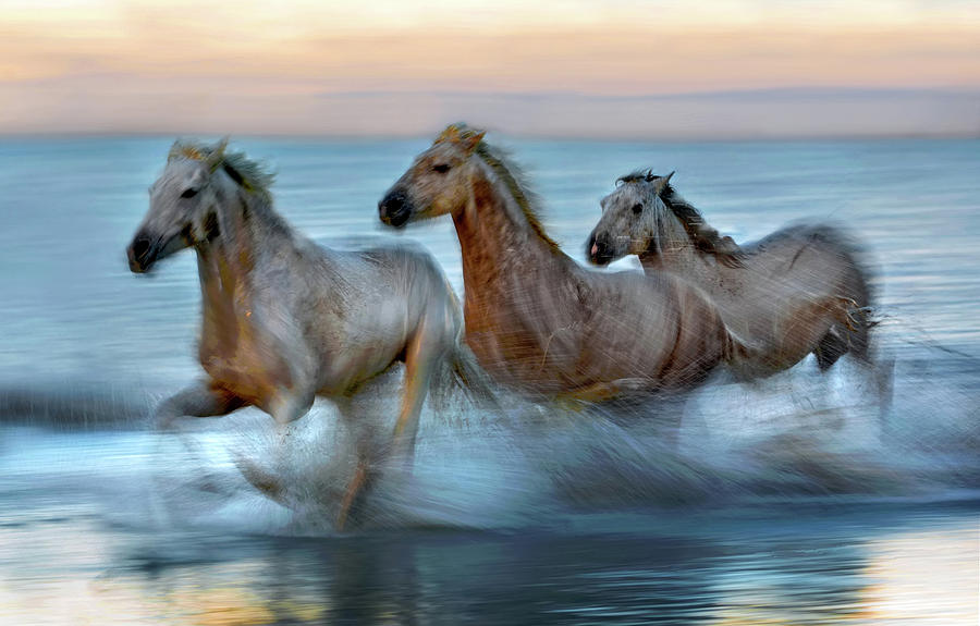 Slow Motion Horses Photograph by Xavier Ortega - Fine Art America