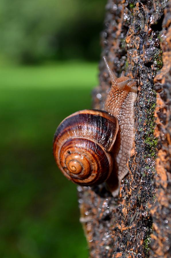 Snail Photograph - Slowly and Surely by Rumiana Nikolova