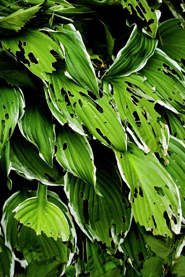 Slug-damaged Hosta Plant by Ian Gowland/science Photo Library