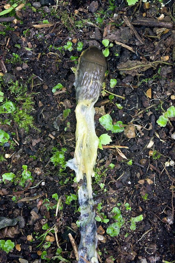 Slug Poisoned By Metaldehyde Photograph by Dr Jeremy Burgess Fine Art