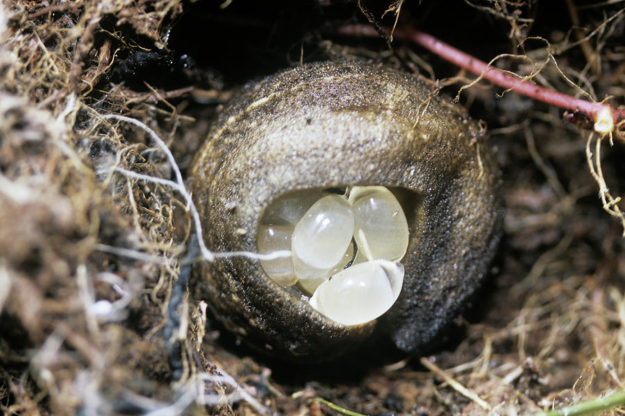 Slug With Eggs Photograph by Dr Morley Read/science Photo Library