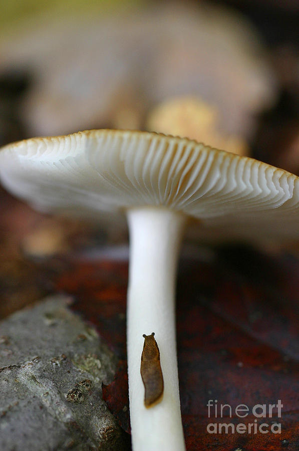 Mushroom Photograph - Slugs and Mushrooms by David Rucker