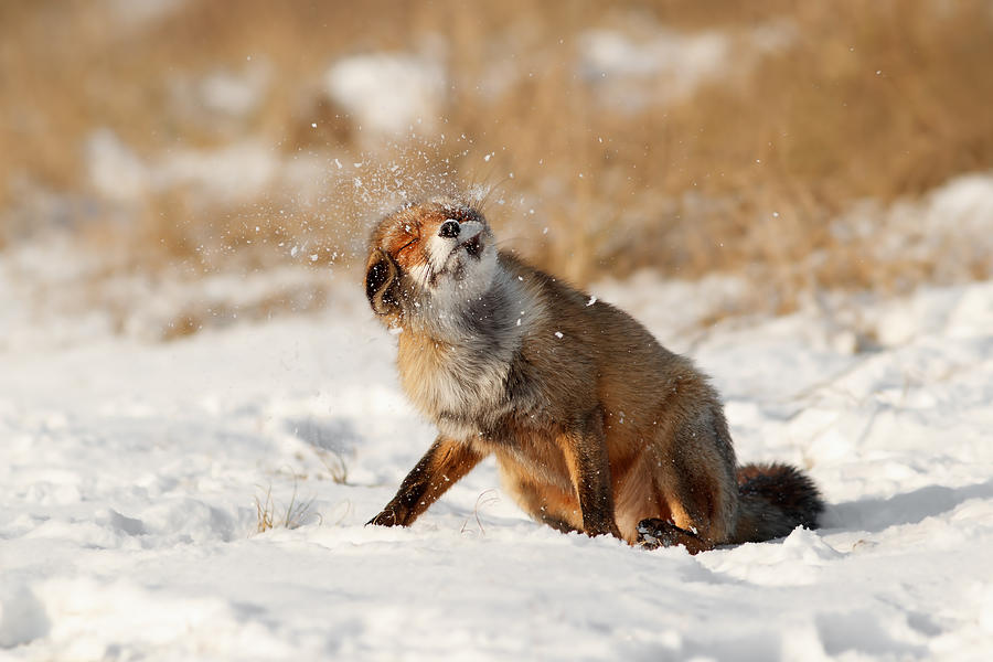 Nature Photograph - Slush Puppy Red Fox in The SNow by Roeselien Raimond