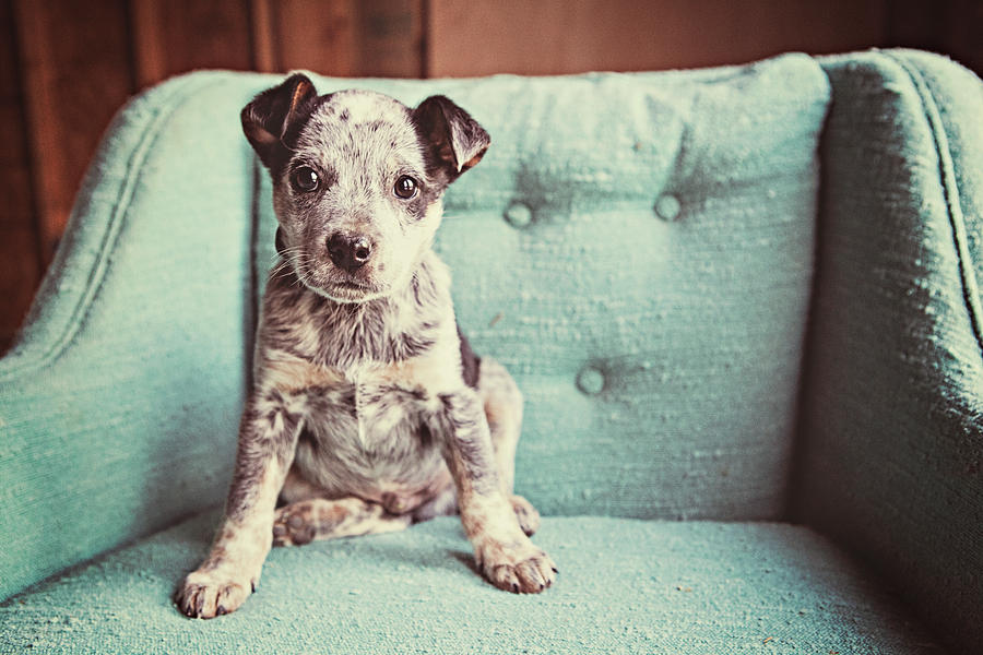 Sly Dog Photograph by Sara Mcdaniel