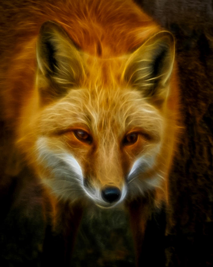 Sly Fox Digital Art by Ernest Echols