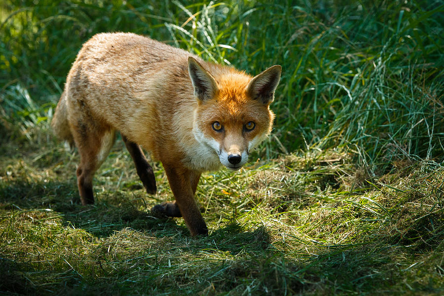 Sly fox Photograph by Izzy Standbridge - Pixels