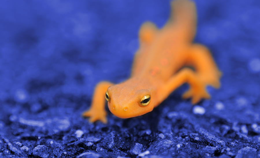 Sly Salamander Photograph by Luke Moore