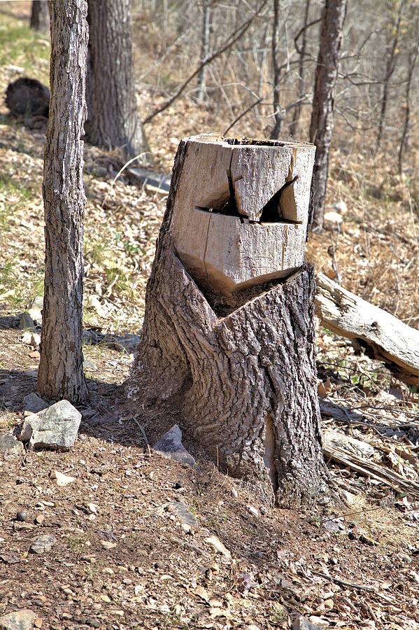 Sly Stump Photograph by Gordon Elwell