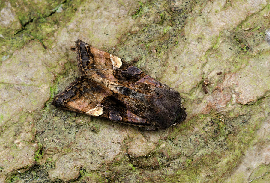 Small Angle Shades Moth Photograph by Nigel Downer