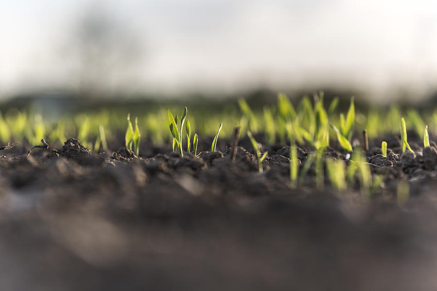 Small barley sprouts coming up from the earth Photograph by David Trood