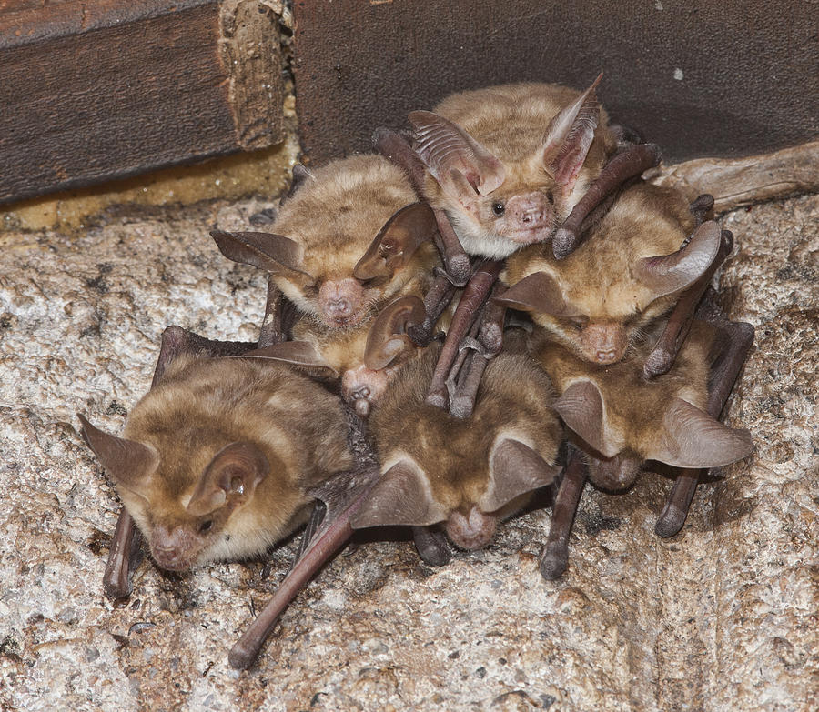 Small Bat Colony Photograph by Gregory Scott