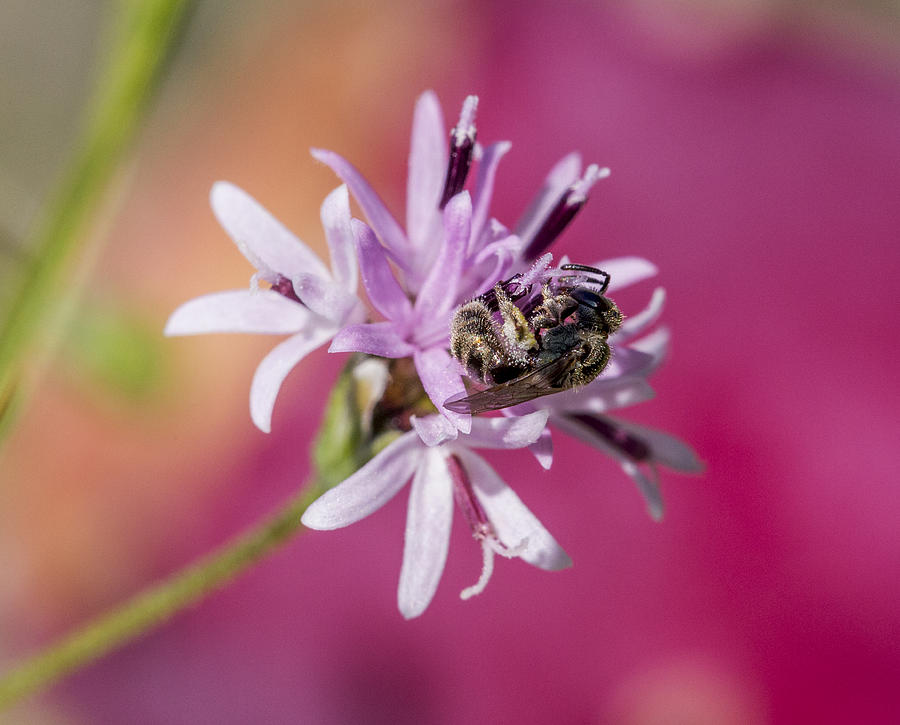Small Bee on Small Palafoxia Photograph by Steven Schwartzman