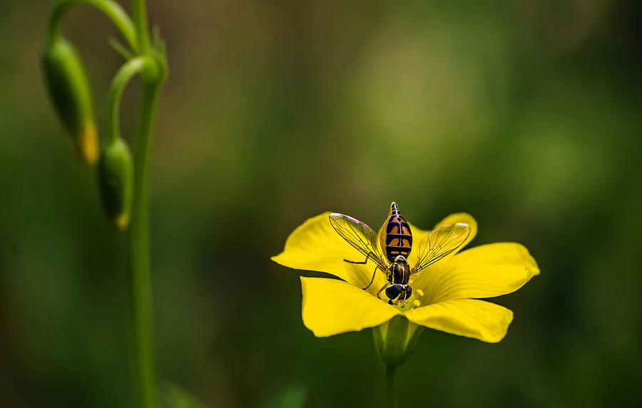 Small Bee On Yellow Bloom Photograph by Michael Whitaker