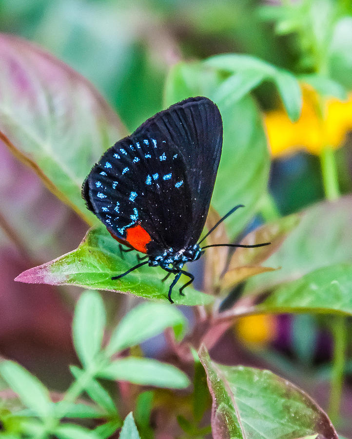 Small Black with Blue Spots Photograph by Karen Stephenson
