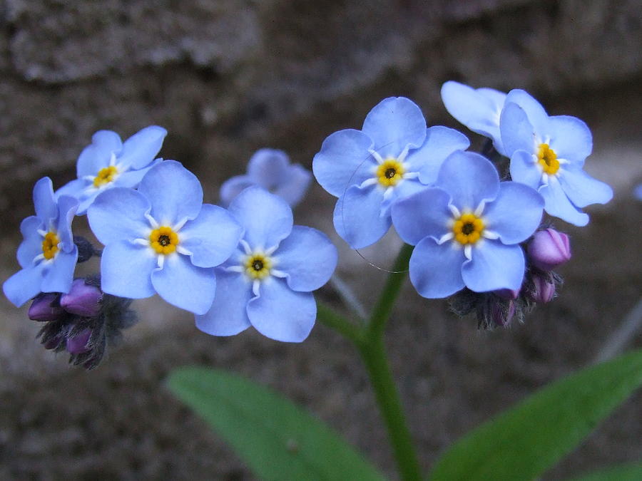 Small blue Photograph by David Hevansart - Fine Art America