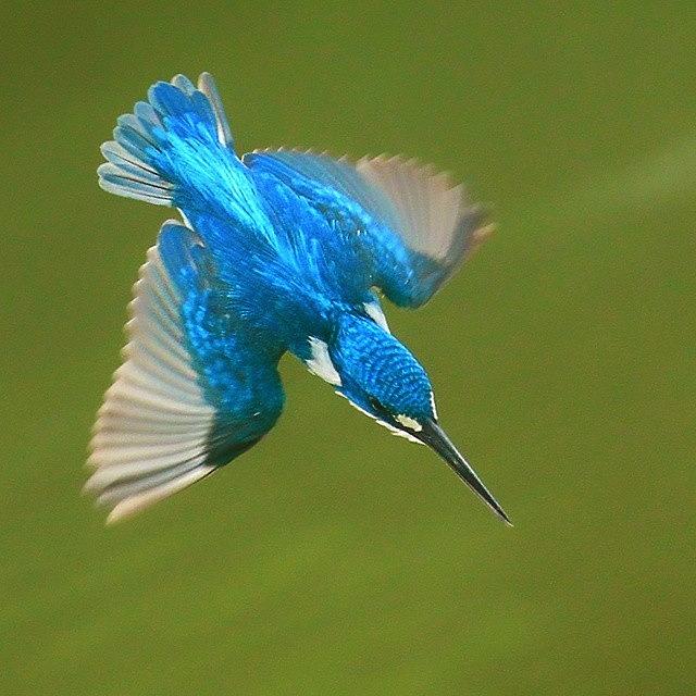 Kingfisher Photograph - Small-blue Kingfisher by Adi Sugiharto