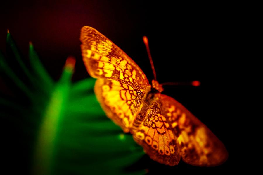Small Butterfly Photograph by Gerald Kloss