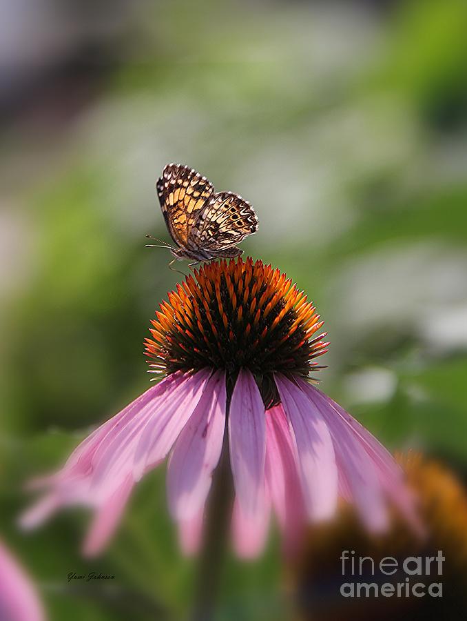 Small Butterfly on the Cornflower Photograph by Yumi Johnson