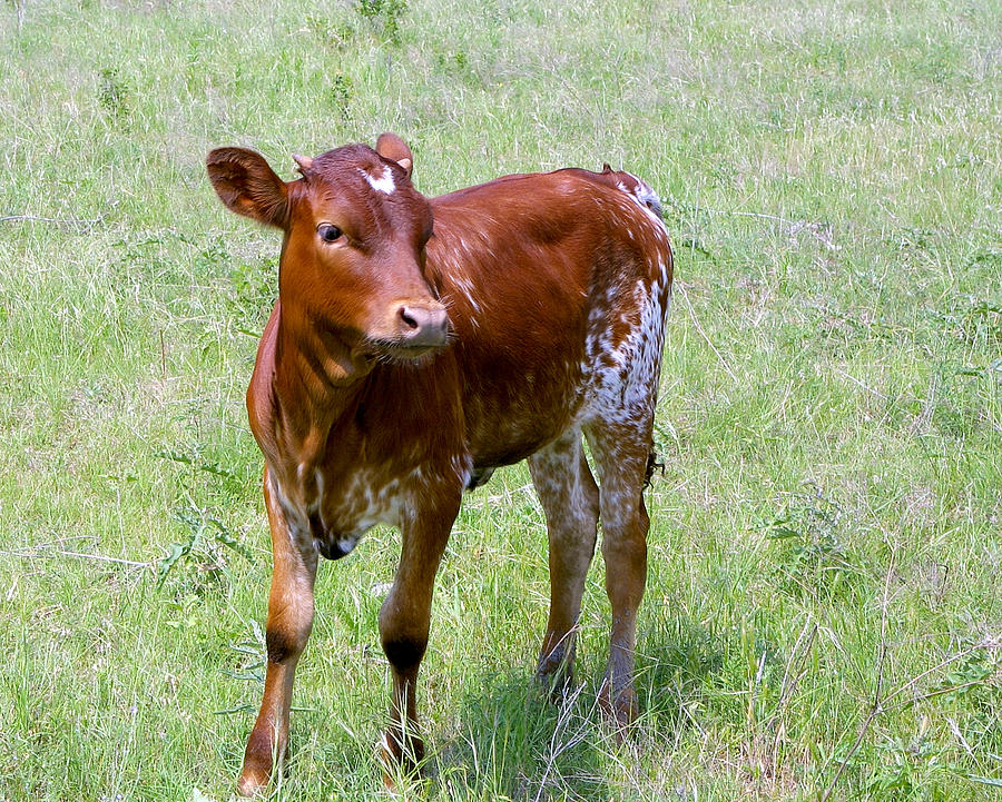 Small Calf In Texas Photograph by Linda Phelps