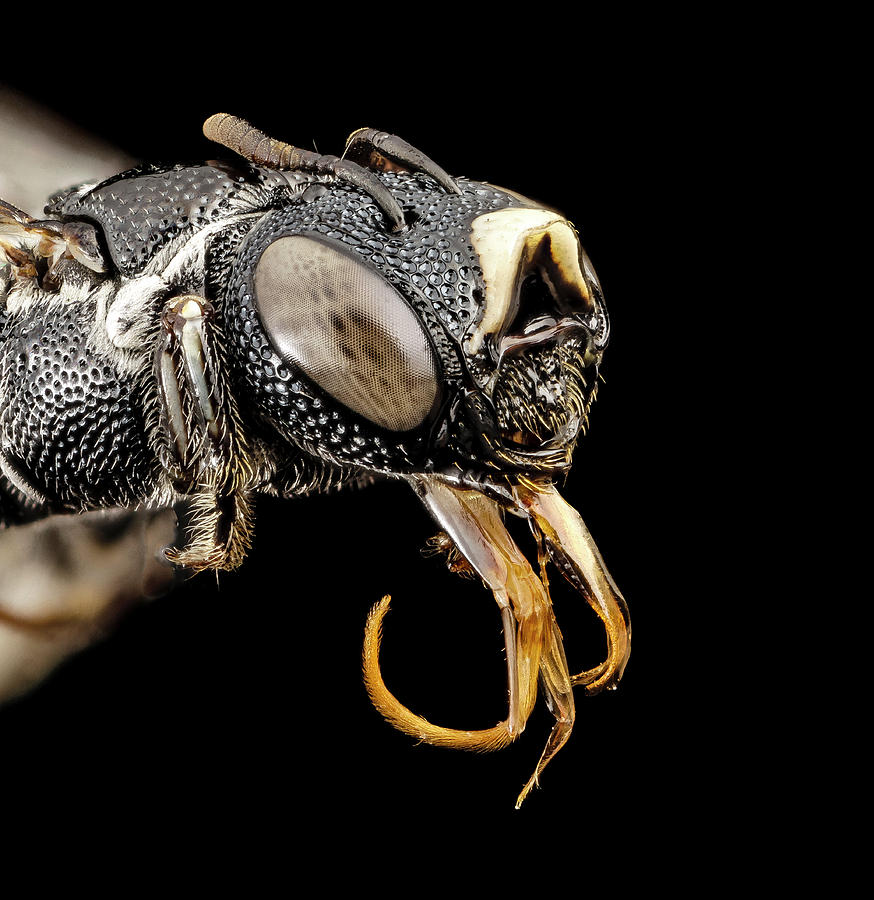 Small Carpenter Bee Photograph by Us Geological Survey