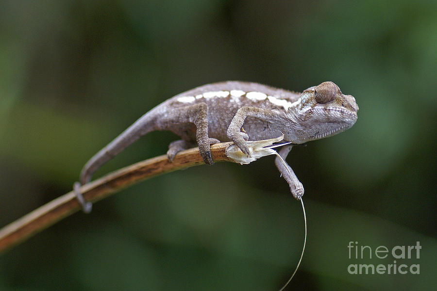 small chameleon of Madagascar 23 Photograph by Rudi Prott