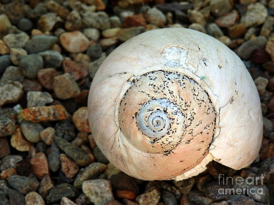 Small Conch Shell Photograph by Marcia Lee Jones