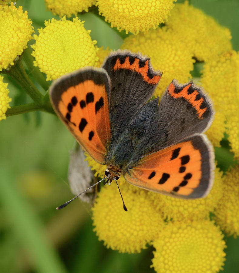 Small Copper Butterfly Photograph by Nigel Downer