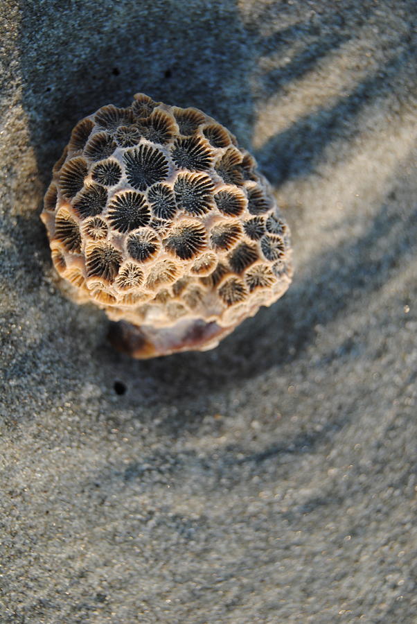 Small Coral on Beach Photograph by Alex Stinson - Fine Art America