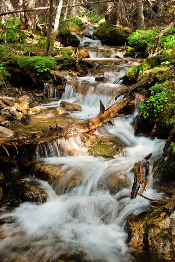 Small Creek In Forest Photograph by Christopher Kimmel