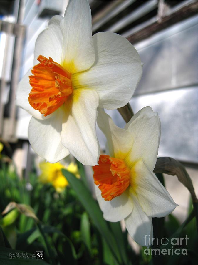 Flower Photograph - Small-Cupped Daffodil named Barrett Browning by J McCombie