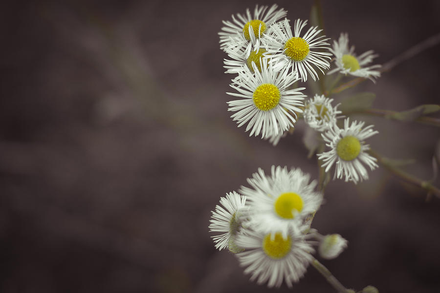 Small Daisies Closeup Photograph by Vlad Baciu
