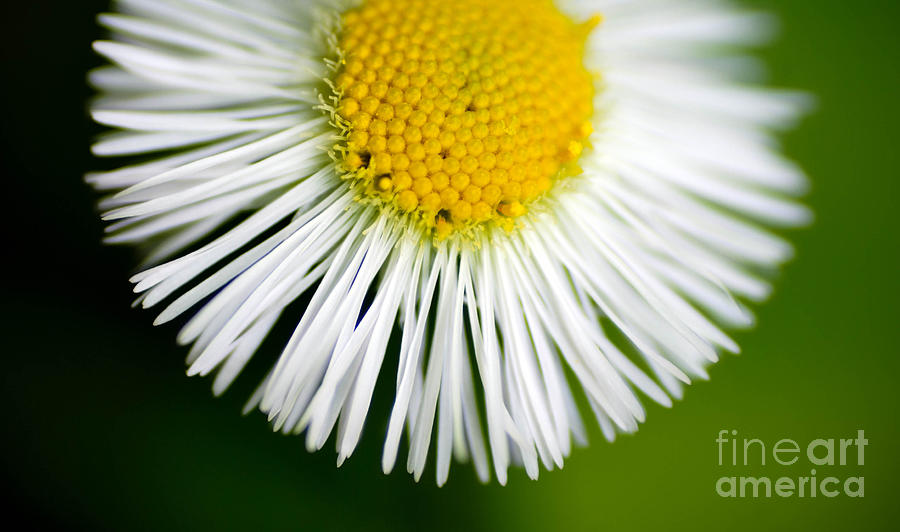 Daisy Photograph - Small daisy macro by Amy Cicconi