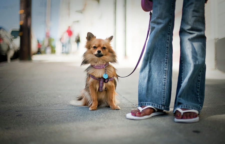 Small Dog, On A Leash Standing Photograph by Melissa Barnes Small Dog, On A Leash Standing Photograph by Melissa Barnes