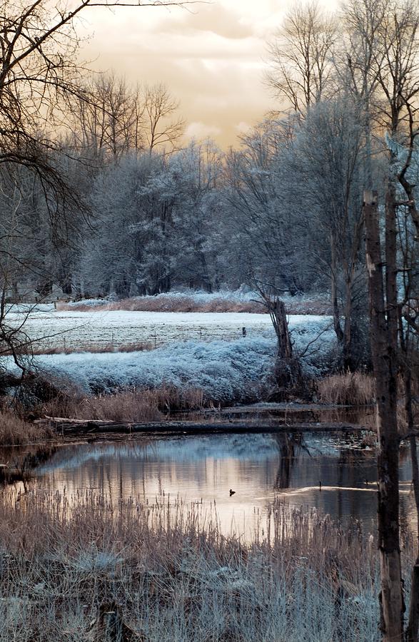 Small Duck Frosty Morning Photograph by Rebecca Parker