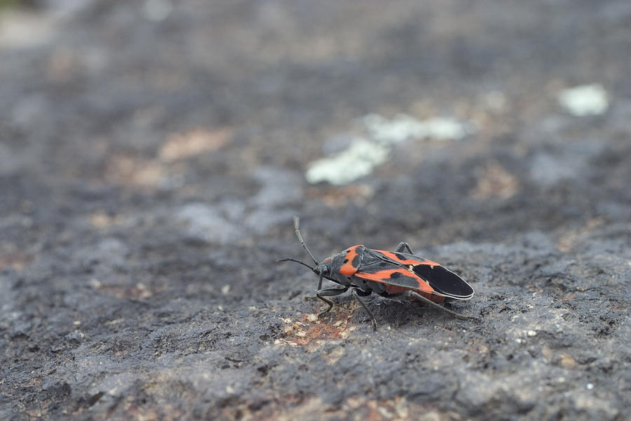 Small Eastern Milkweed Bug Photograph by Paul Whitten