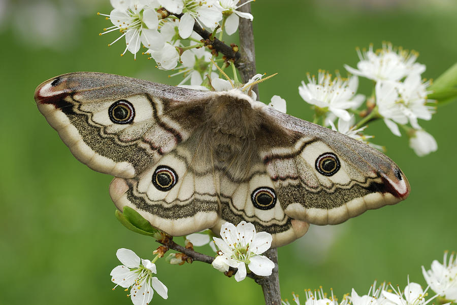 Small Emperor Moth Female Switzerland Photograph by Thomas Marent