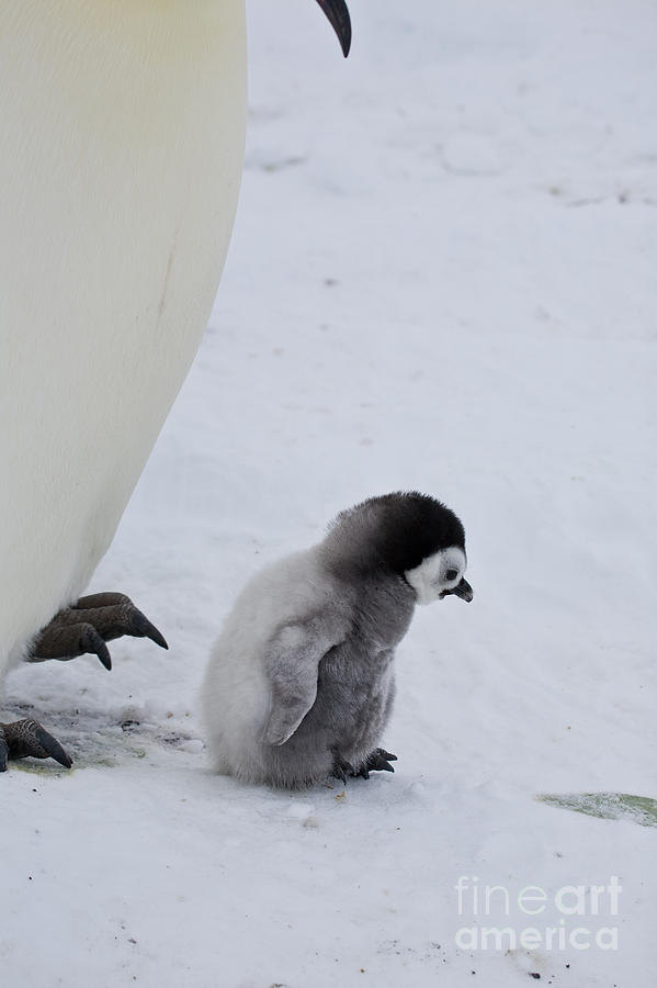 Small Emperor Penguin Chick Photograph by Greg Dimijian