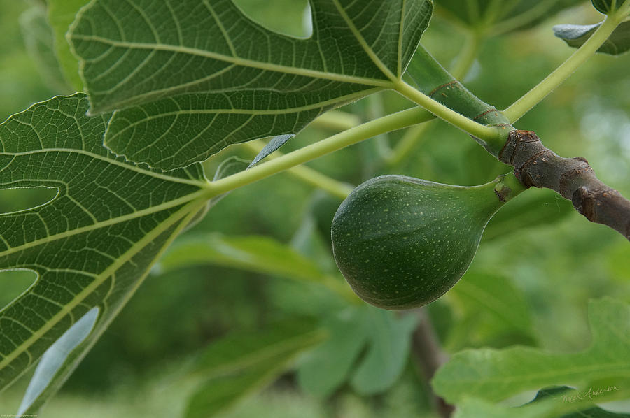 Small Fig on a Small Fig Tree Photograph by Mick Anderson