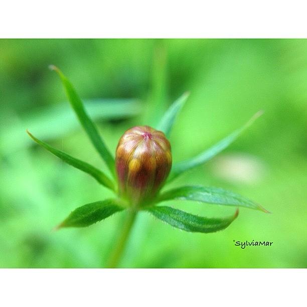 Small Flower Bud Photograph by Sylvia Martinez