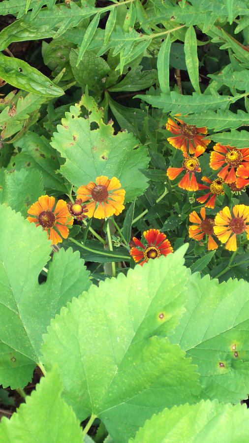 Orange Photograph - Small Flowers by Cynthia Harvey Orange Photograph - Small Flowers by Cynthia Harvey
