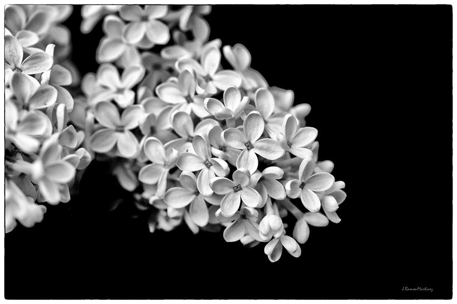 Flower Photograph - Small Flowers in Dark by Ramon Martinez
