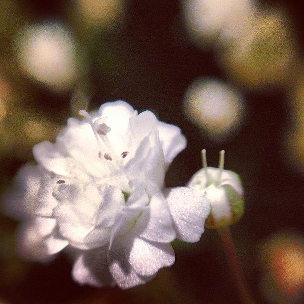 Nature Photograph - Small Flowers by Jason Gurtman