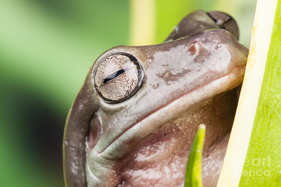 Small frog close up Photograph by Simon Bratt