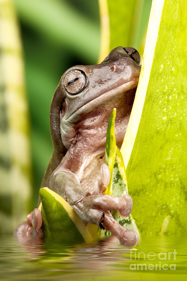 Small frog on a plant  Photograph by Simon Bratt