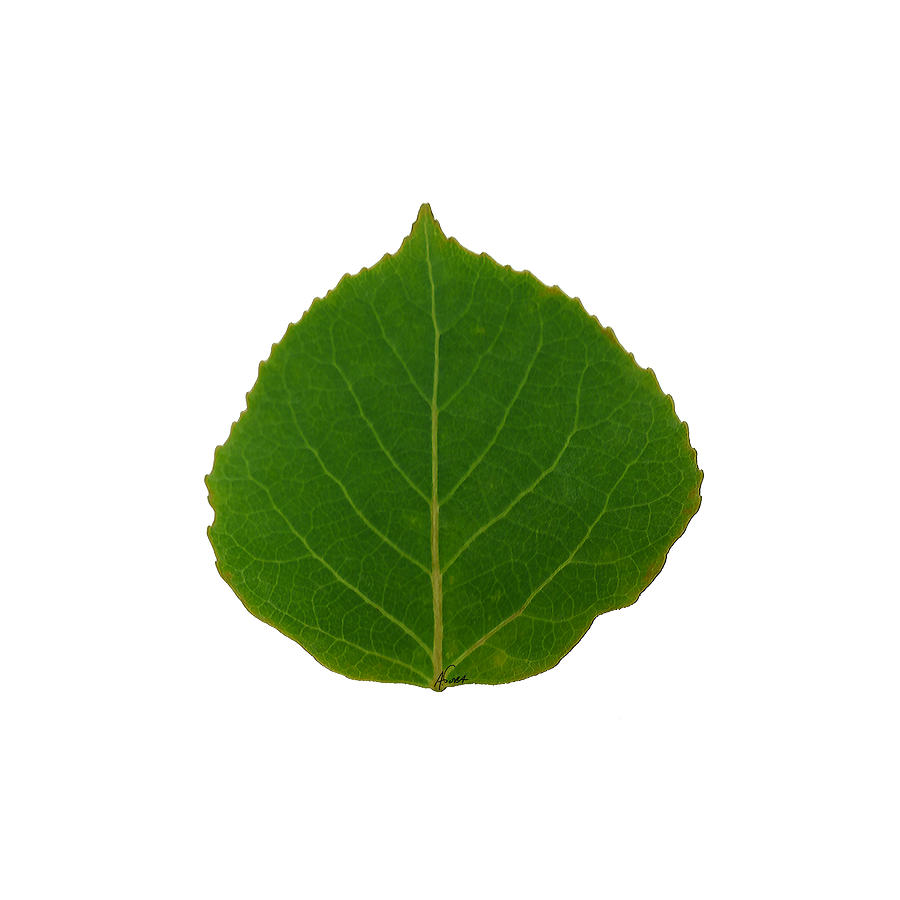 Small Green Aspen Leaf 1 - Print Version Digital Art by Agustin Goba